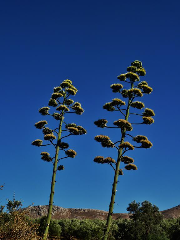 Villa Lena Sivas ภายนอก รูปภาพ